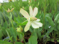 Preview: Scheinanemone - Anemopsis californica